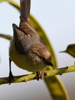 Tit.jpg