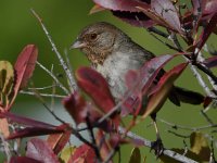 Towhee5.jpg