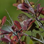 Towhee3.jpg