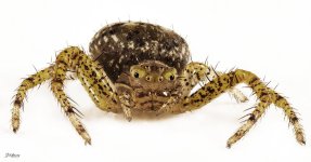 Ground Crab Spider.jpg