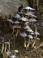 Shrooms.jpg
