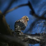 Hawk.jpg