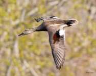 GadwallFlight-510.jpg