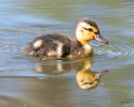 Duckling-501.jpg