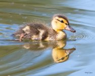 Duckling-502.jpg
