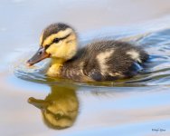 Duckling-503.jpg