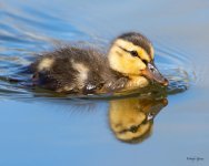 Duckling-504.jpg