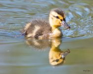 Duckling-505.jpg
