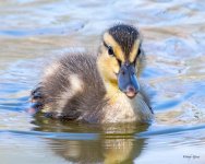 Duckling-506.jpg