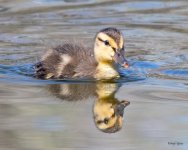Duckling-507.jpg