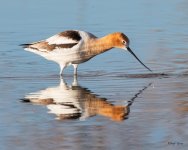 Avocet-520.jpg