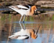 Avocet-521.jpg
