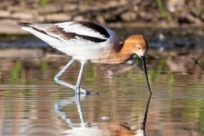 Avocet-522.jpg