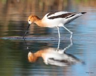 Avocet-523.jpg