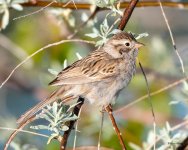 BrewersSparrow-500.jpg