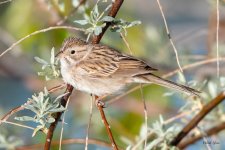 BrewersSparrow-501.jpg