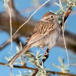 BrewersSparrow-502.jpg