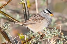 WCSparrow-500.jpg