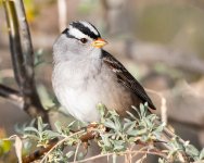 WCSparrow-501.jpg