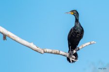 CormorantPerched-500.jpg