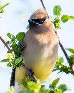 Waxwing-500.jpg