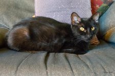 Kitties-500.jpg