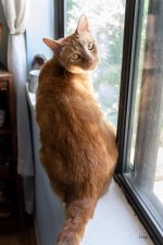 Kitties-502.jpg