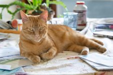 Kitties-504.jpg