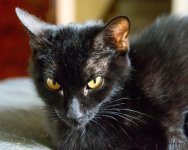 Kitties-505.jpg