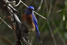 _ROY1572_00001.jpg