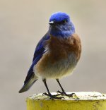 _ROY1575_00001.jpg