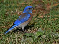 Bluebird5.jpg