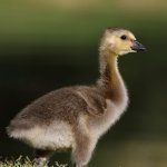 Gosling2.jpg