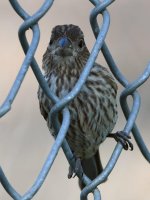 Junco2.jpg