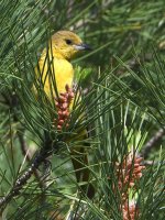 Oriole.jpg