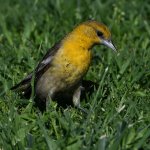 Oriole7.jpg