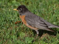 Robin2.jpg