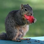 Squirrel4.jpg