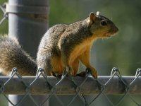 Squirrel7.jpg