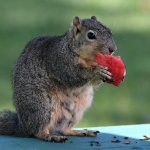 Squirrel3.jpg