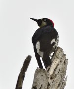 _ROY1581_00001.jpg