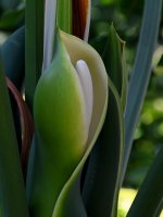 Phlodendrum.jpg