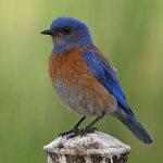 Bluebird3.jpg