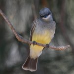 CassinsKingbird2.jpg