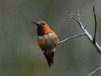Hummer.jpg