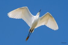SnoyFlight-1.jpg