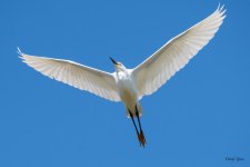 SnoyFlight-530.jpg