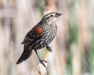 RWBBPerched-501.jpg