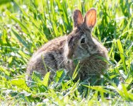 RabbitSalad-500.jpg