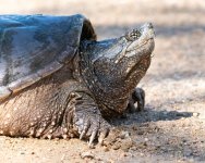 SnappingTurtle-500.jpg